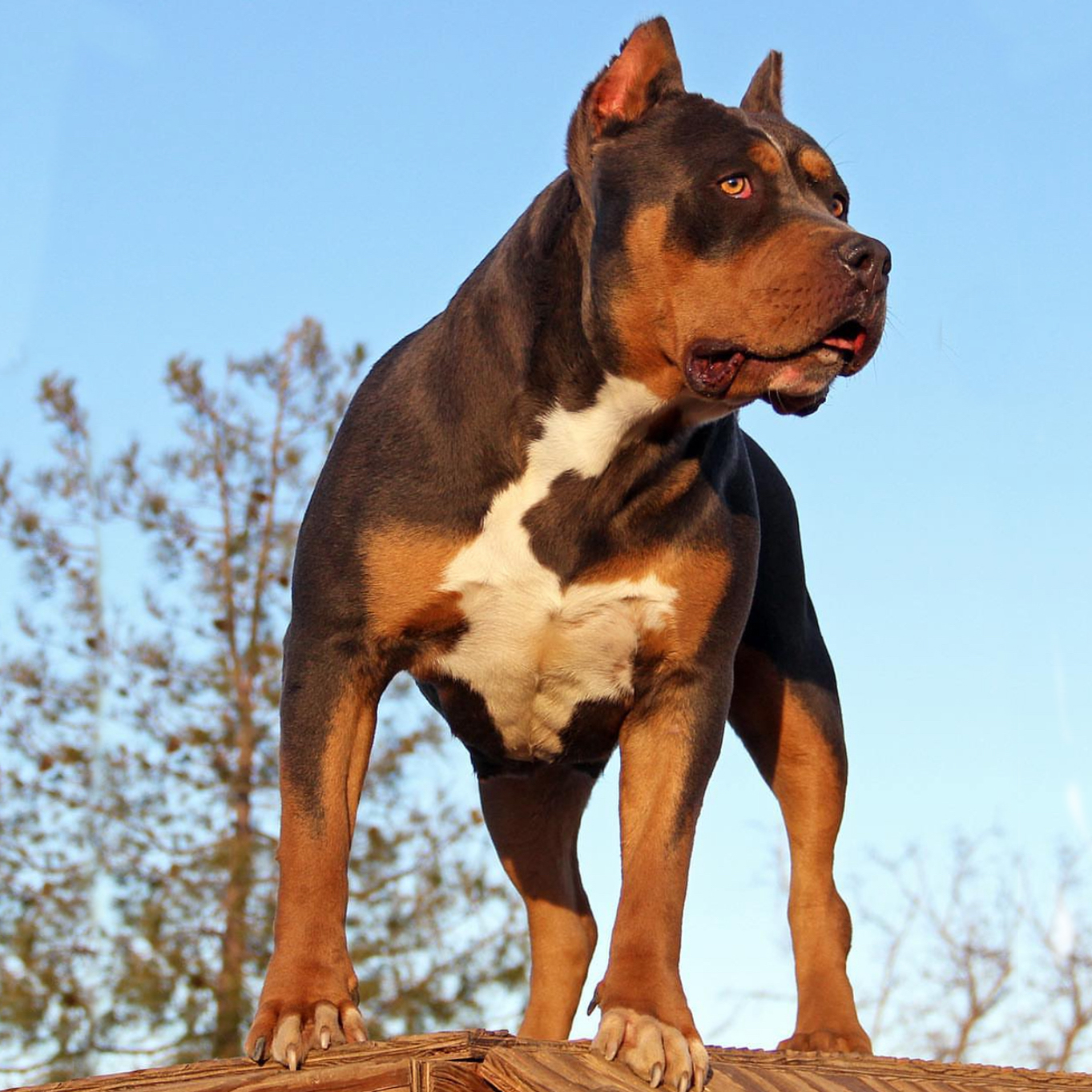 Dog Featured Image
