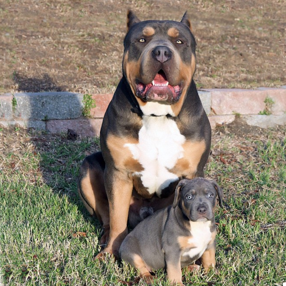 Dog Featured Image