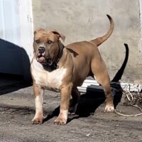 Dog Featured Image