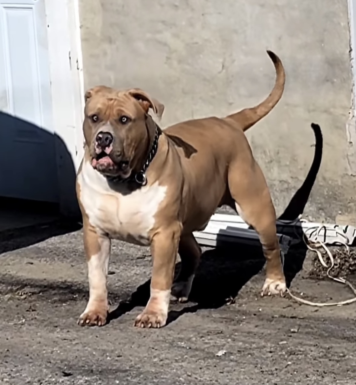 Dog Featured Image