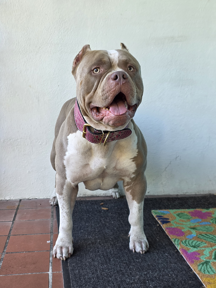 Dog Featured Image