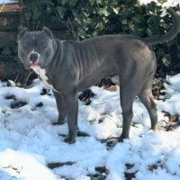Dog Featured Image
