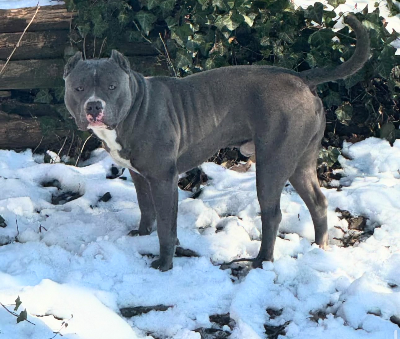 Dog Featured Image