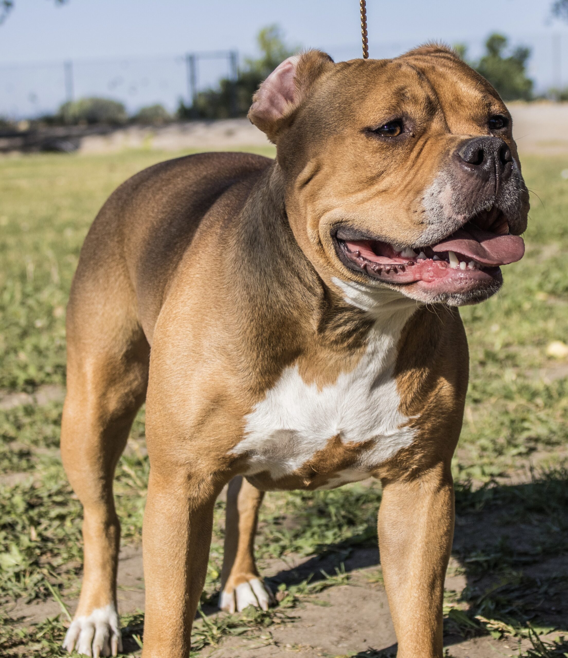 Dog Featured Image