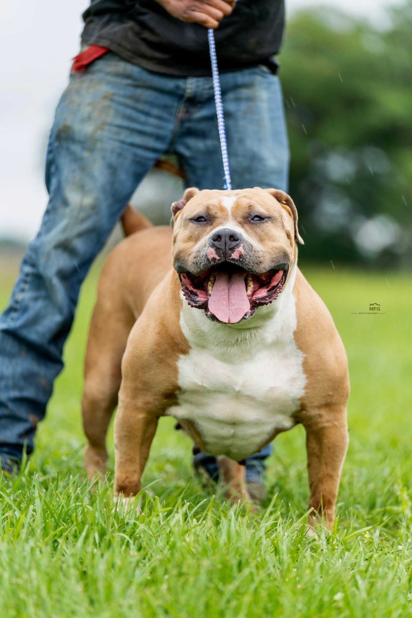 Dog Featured Image