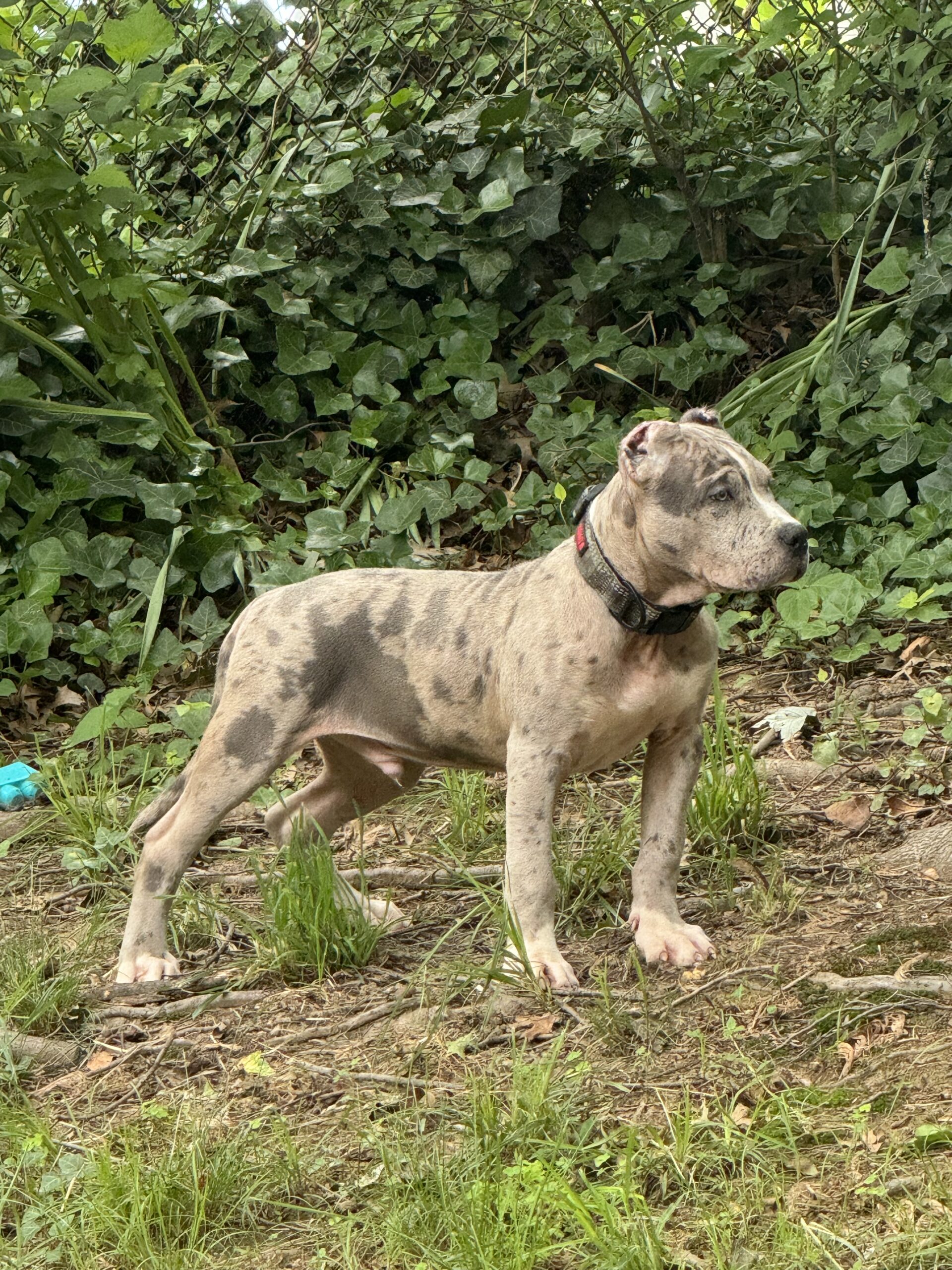 Dog Featured Image