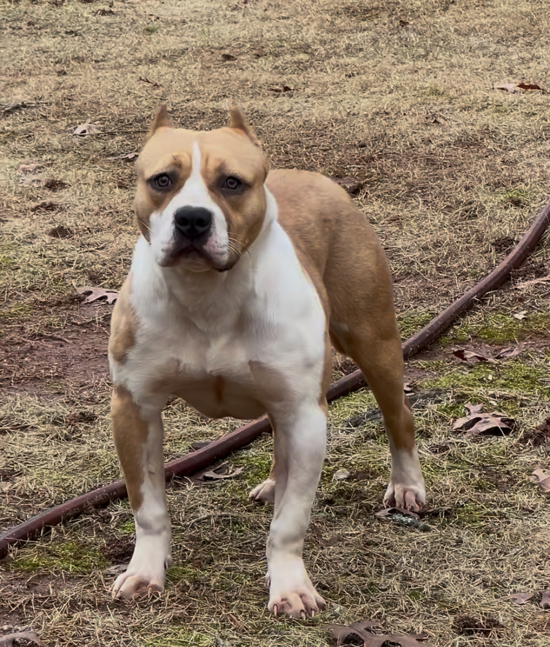 Dog Featured Image