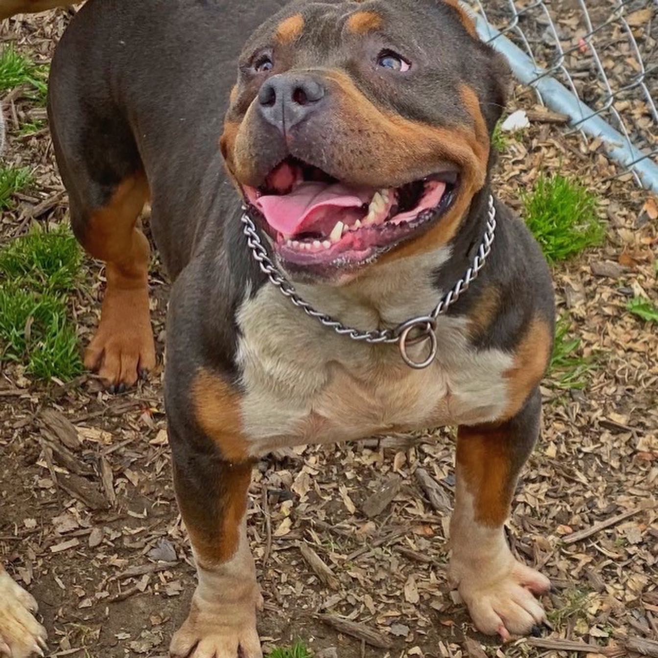 Dog Featured Image