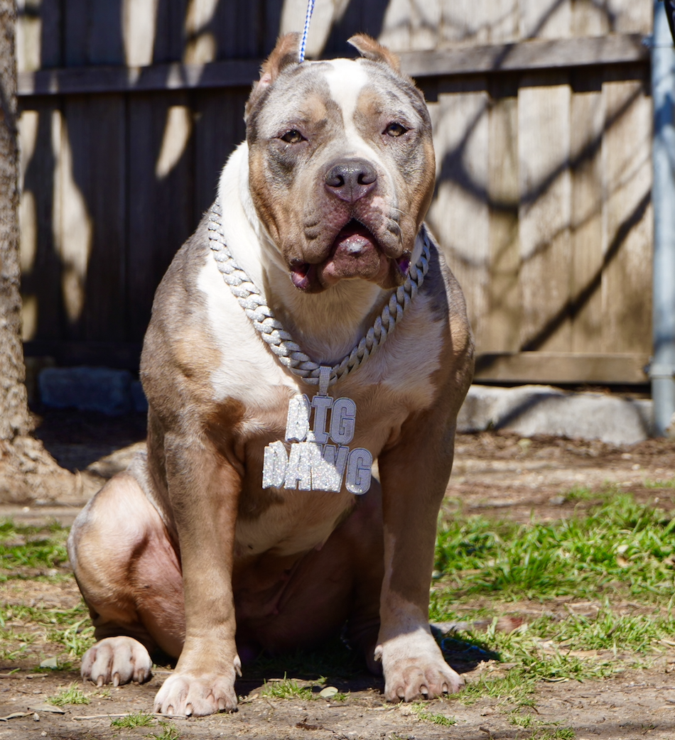 Dog Featured Image