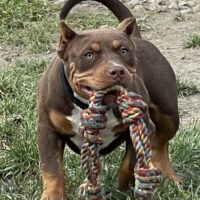 Dog Featured Image