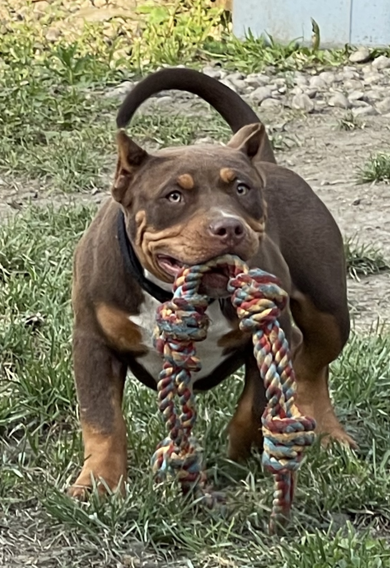 Dog Featured Image