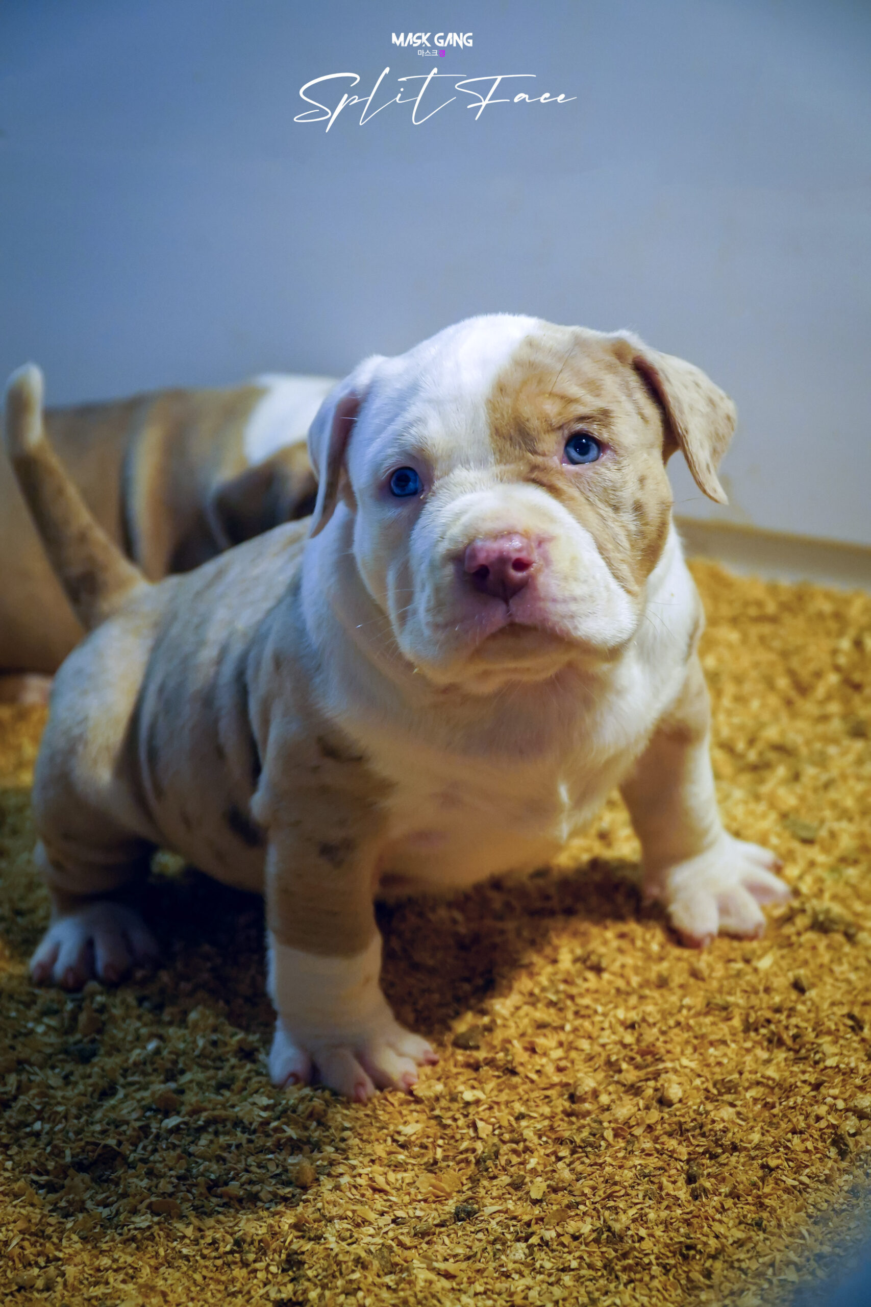 Dog Featured Image