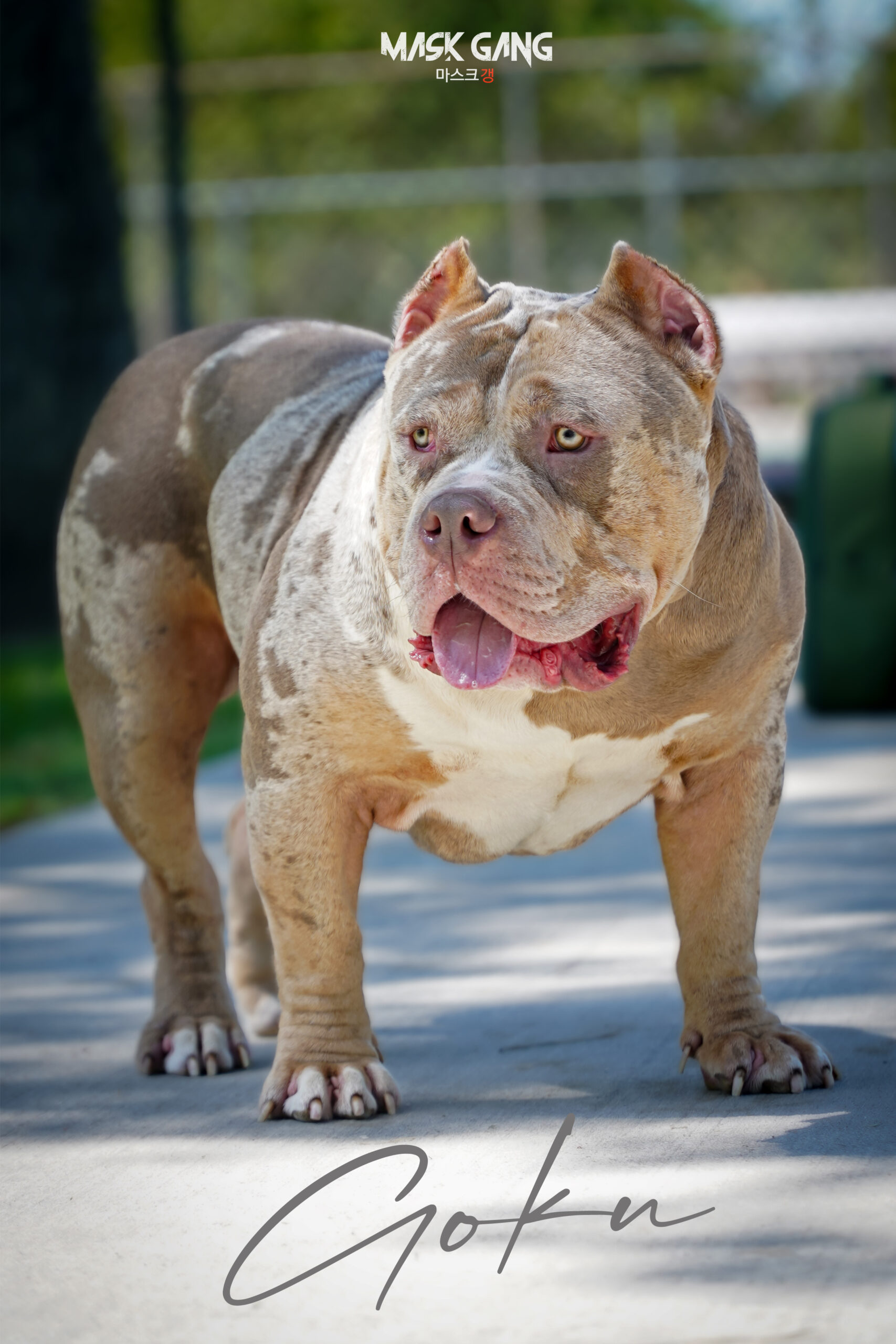 Dog Featured Image