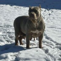 Dog Featured Image