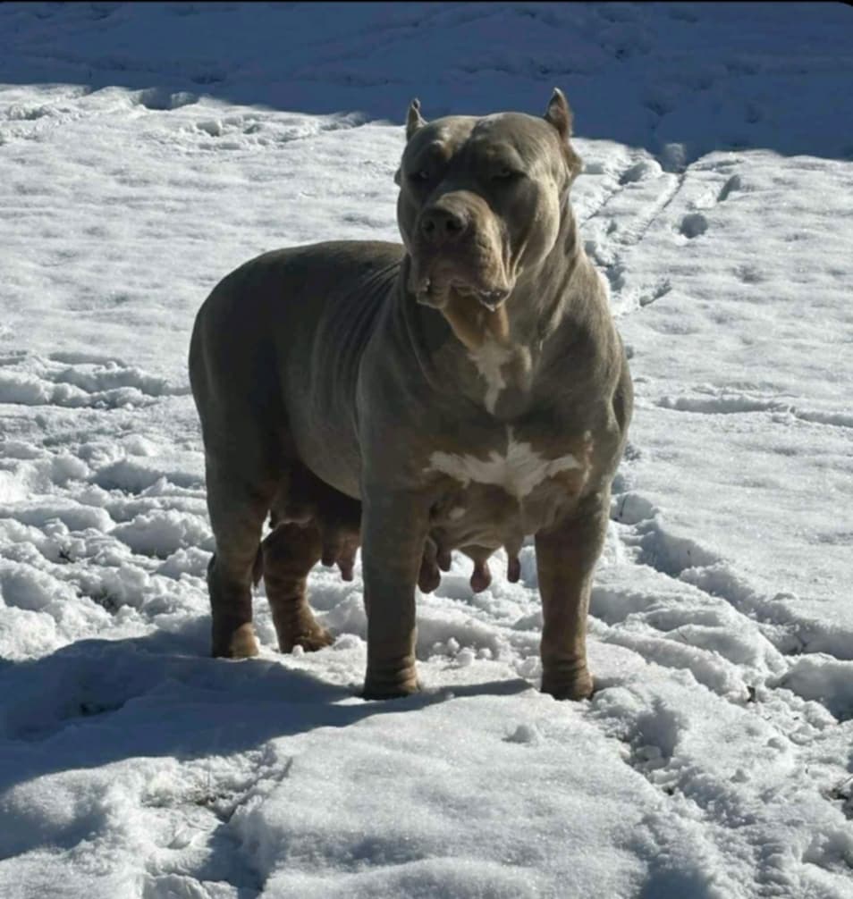 Dog Featured Image