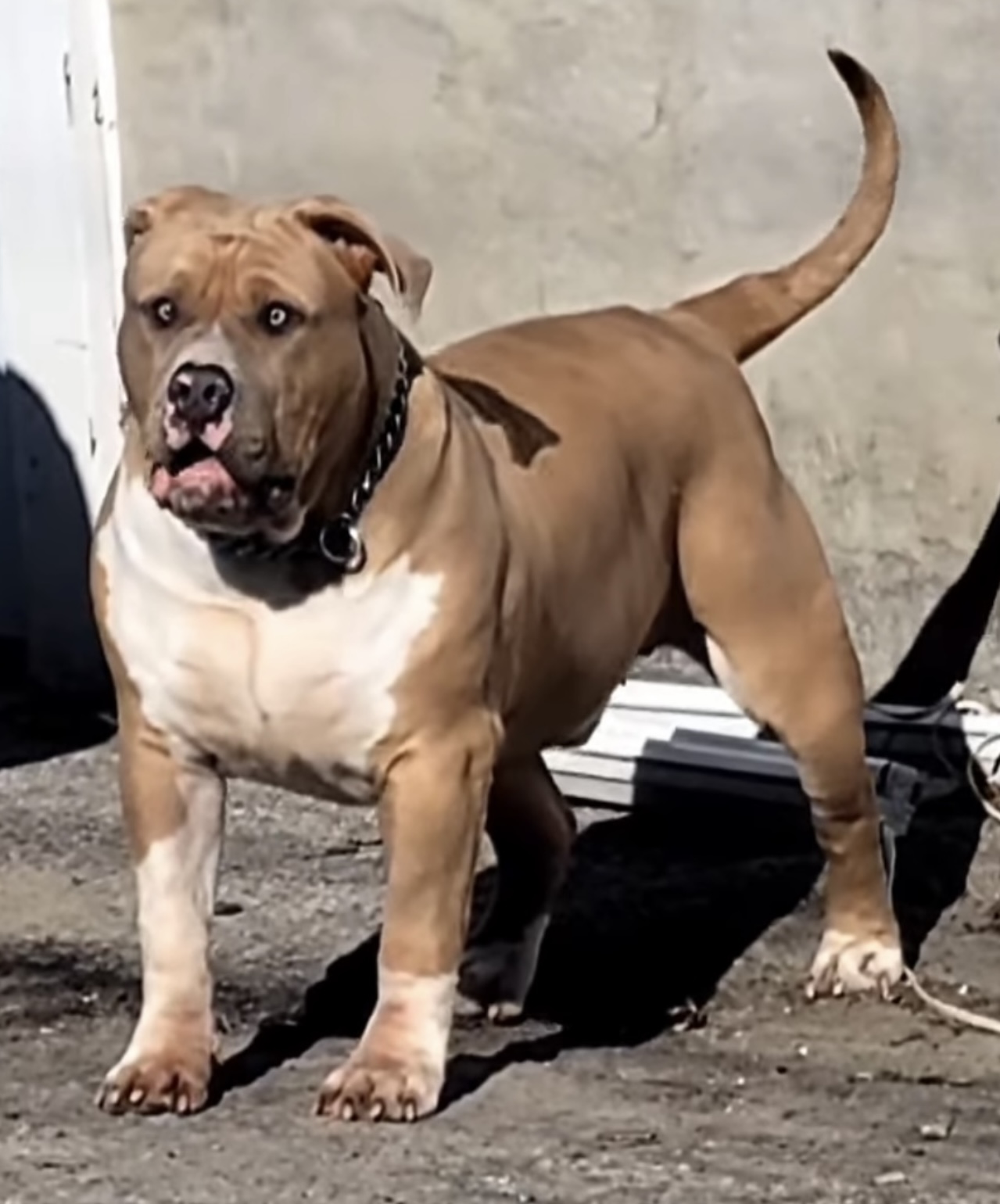 Dog Featured Image