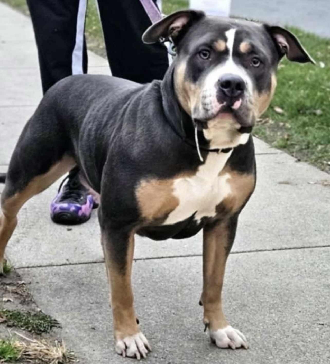 Dog Featured Image