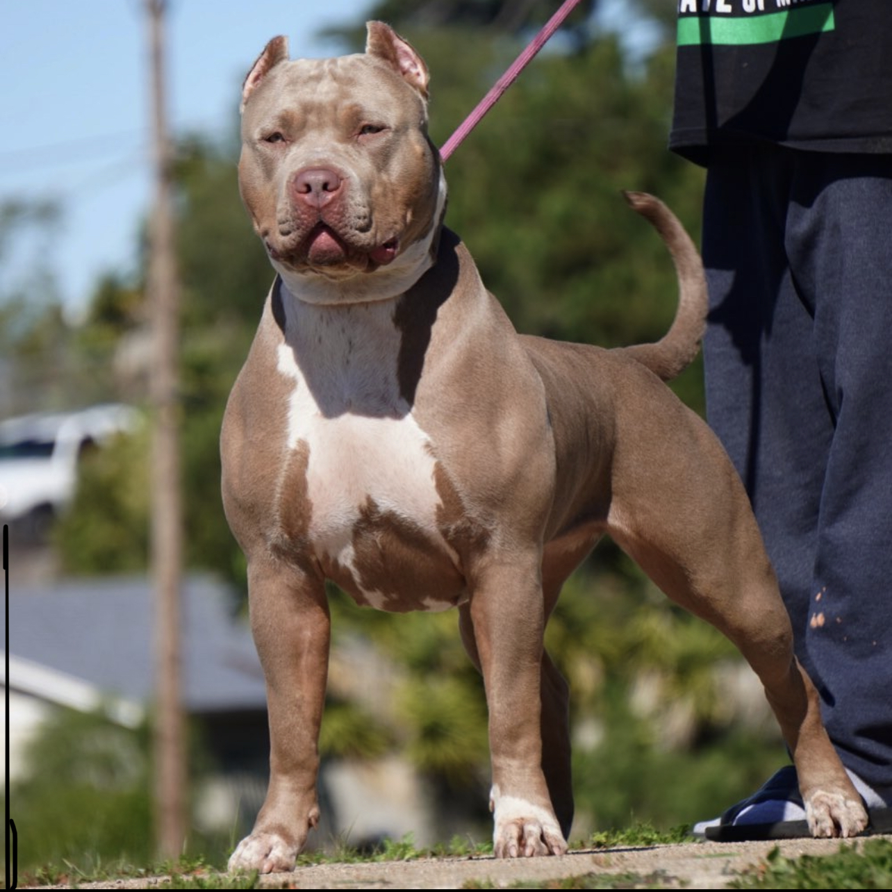 Dog Featured Image