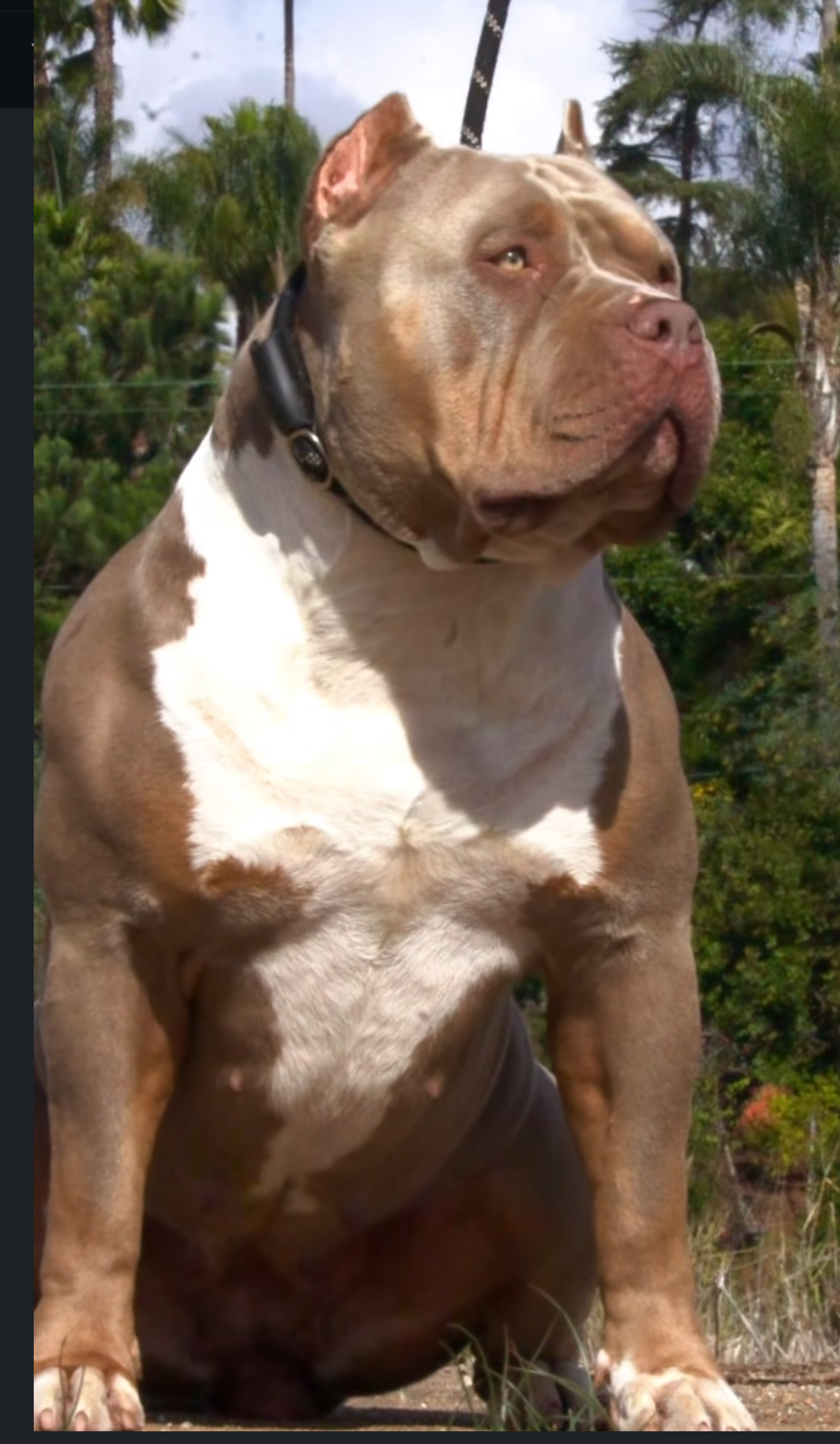 Dog Featured Image