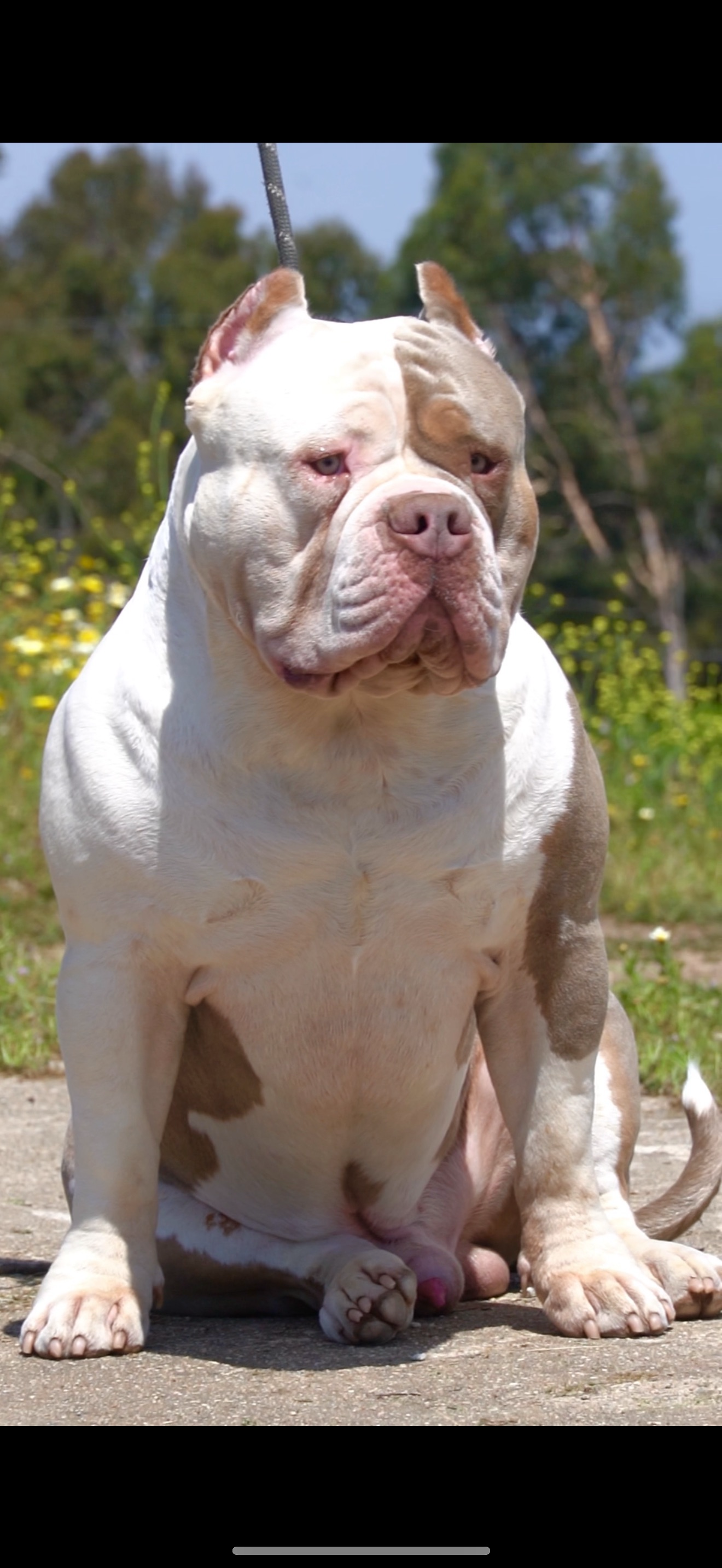 Dog Featured Image