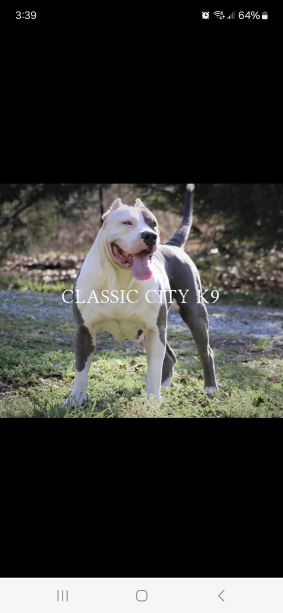 Dog Featured Image