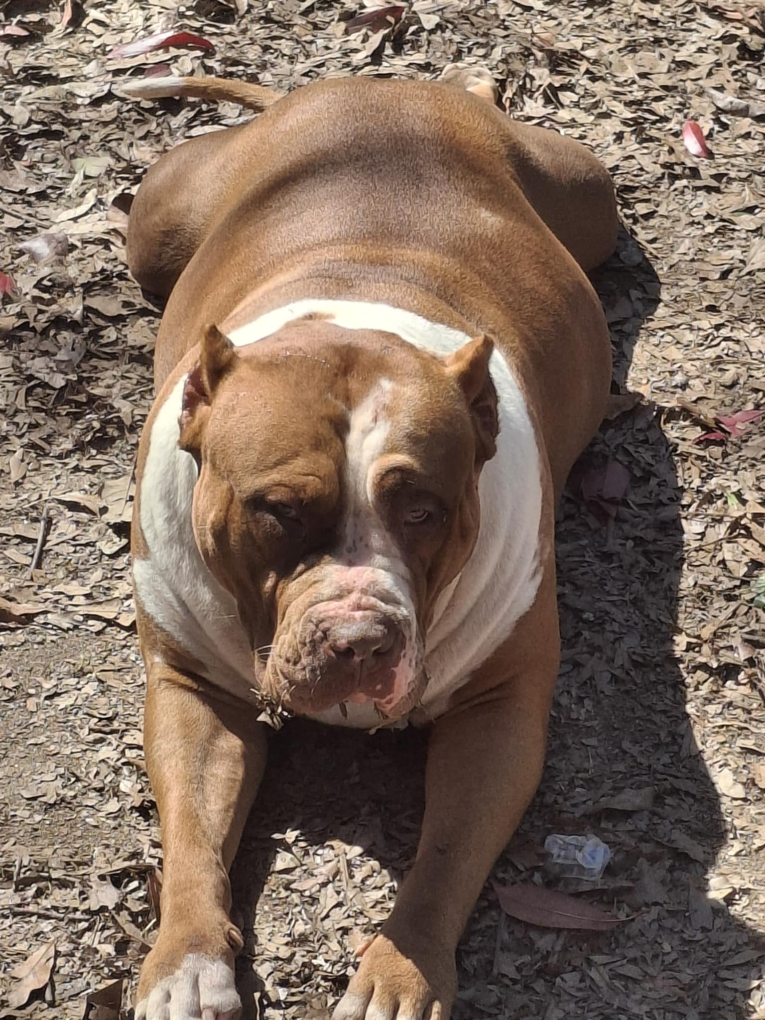 Dog Featured Image