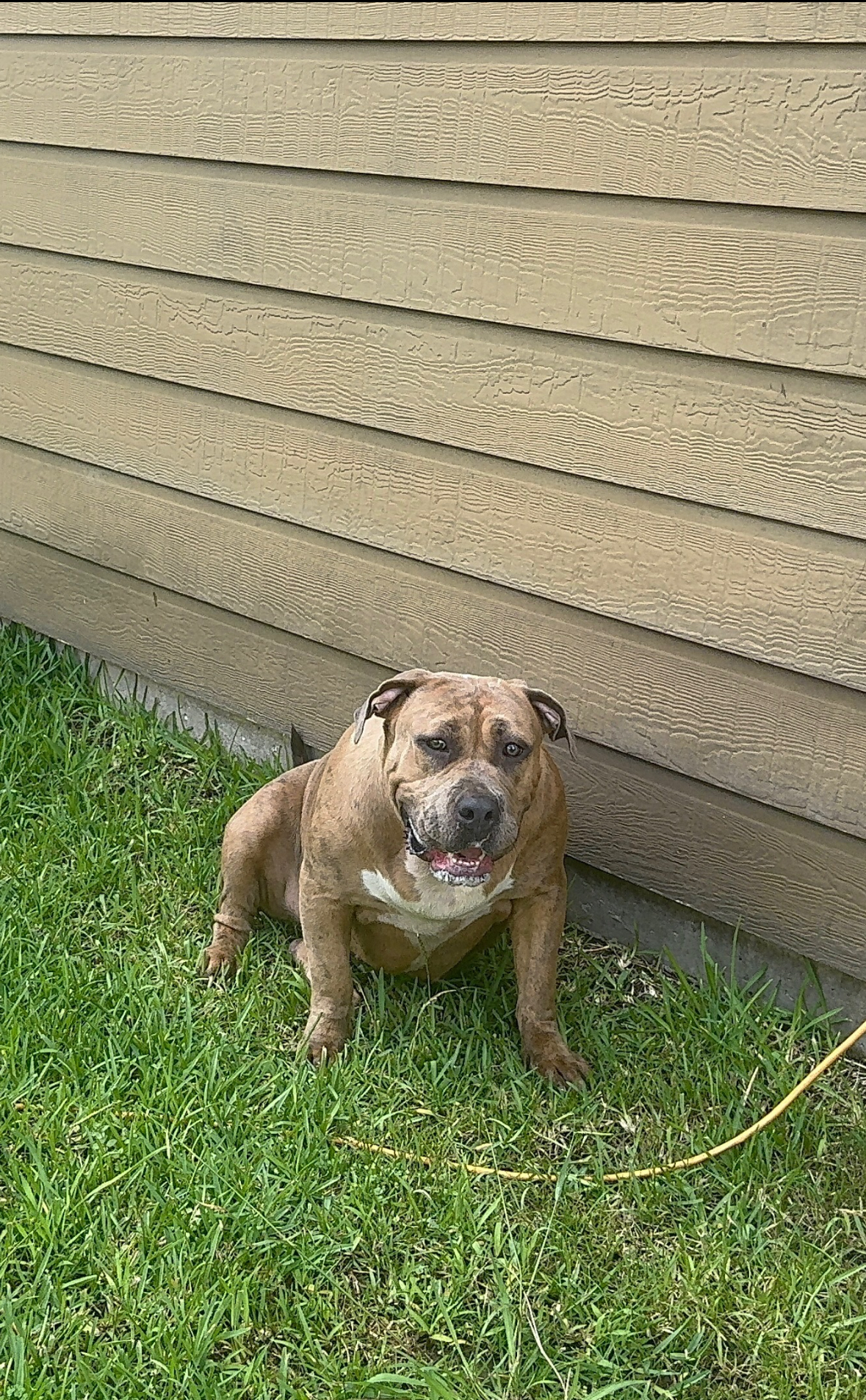 Dog Featured Image
