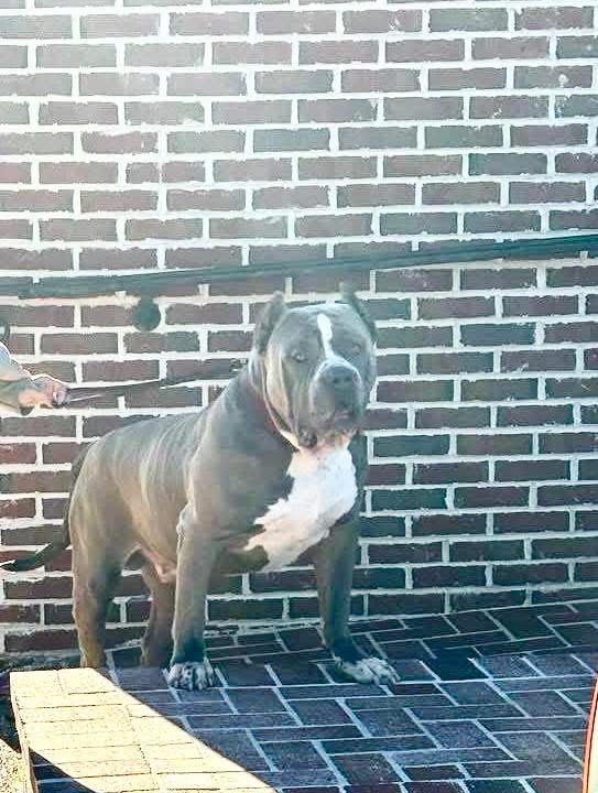 Dog Featured Image