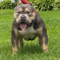 Dog Featured Image