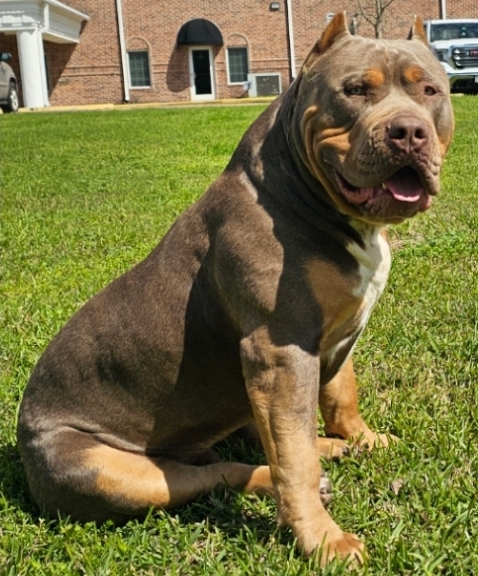 Dog Featured Image