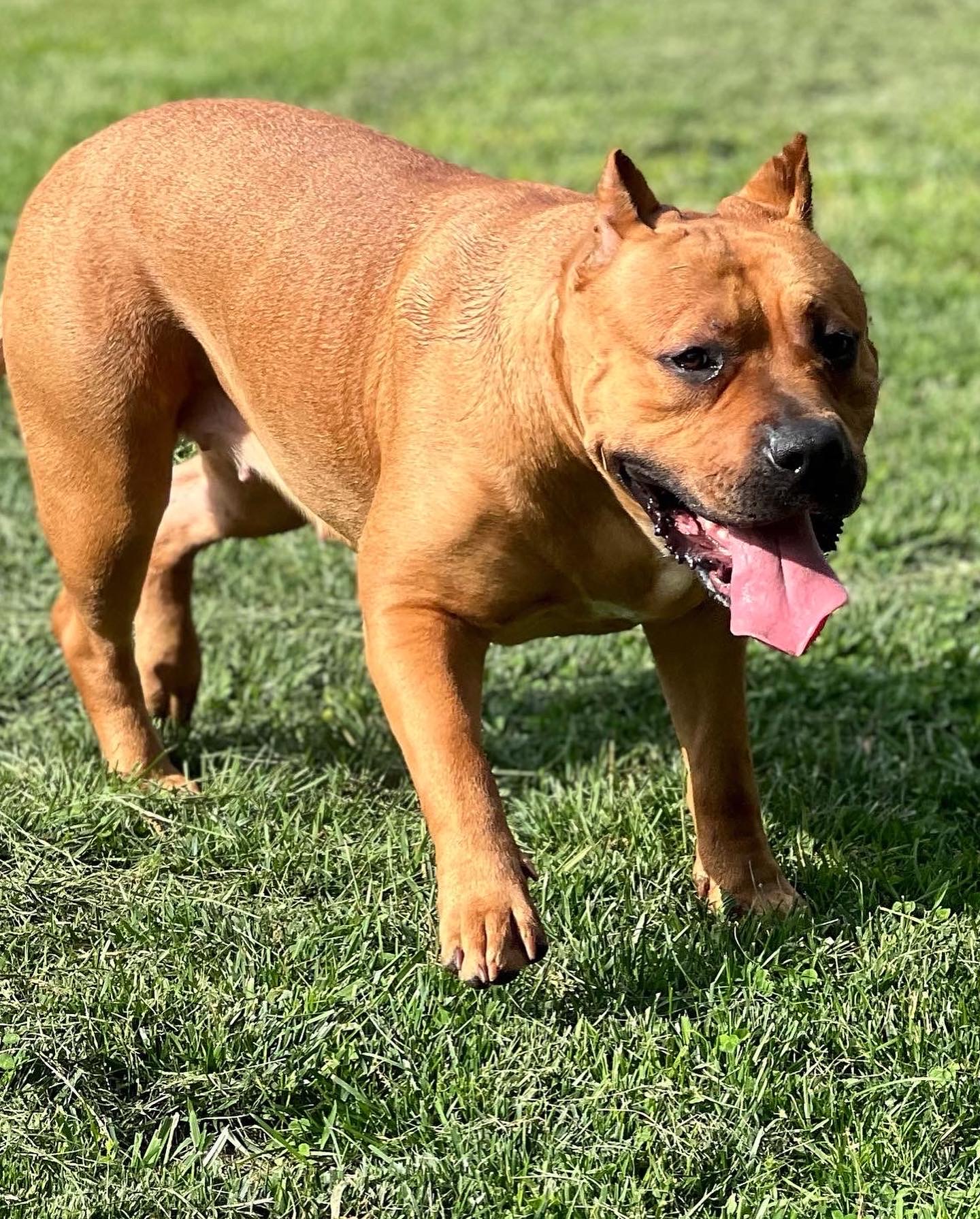 Dog Featured Image