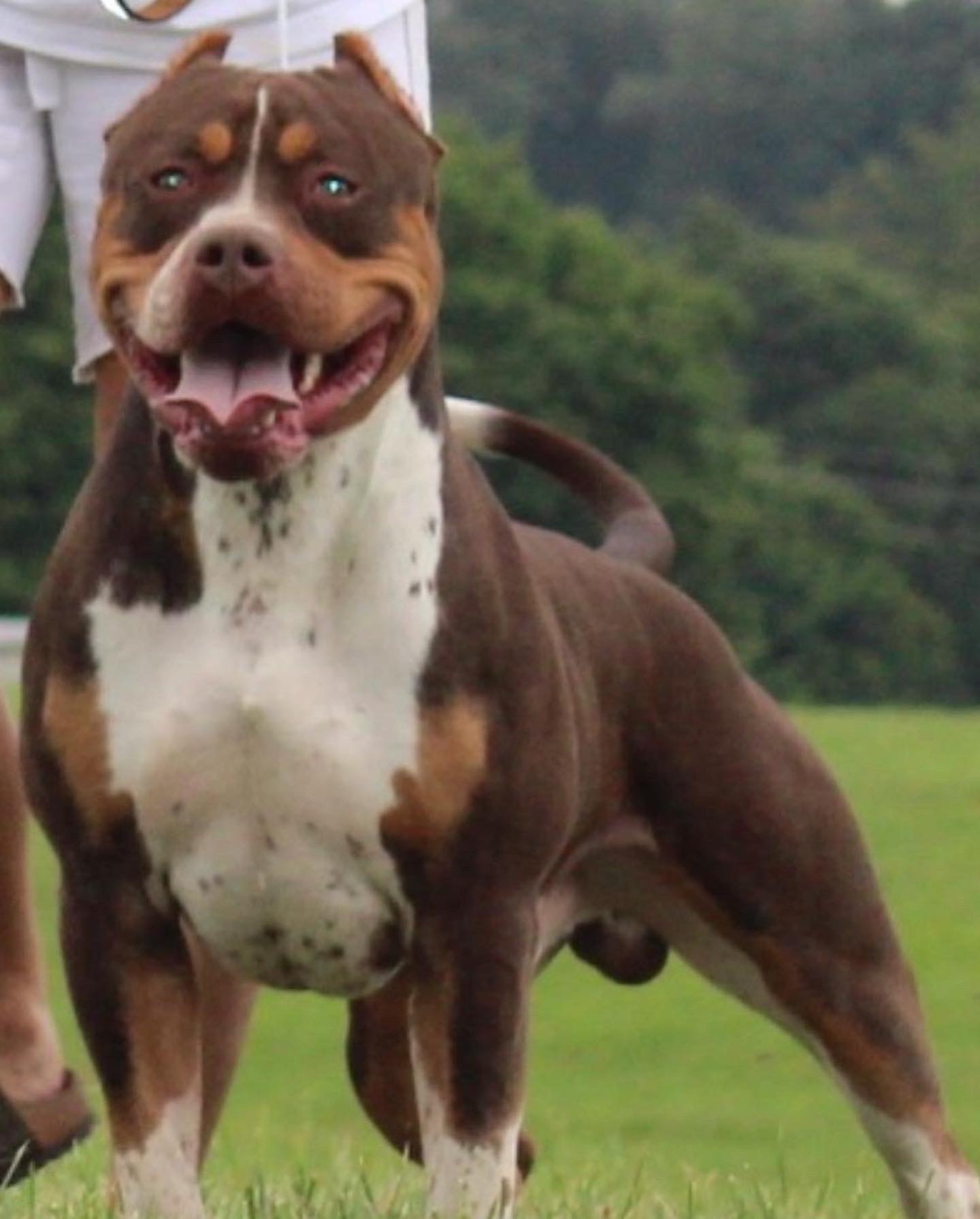 Dog Featured Image