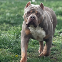 Dog Featured Image