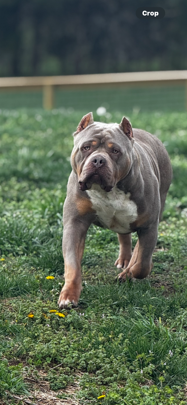 Dog Featured Image