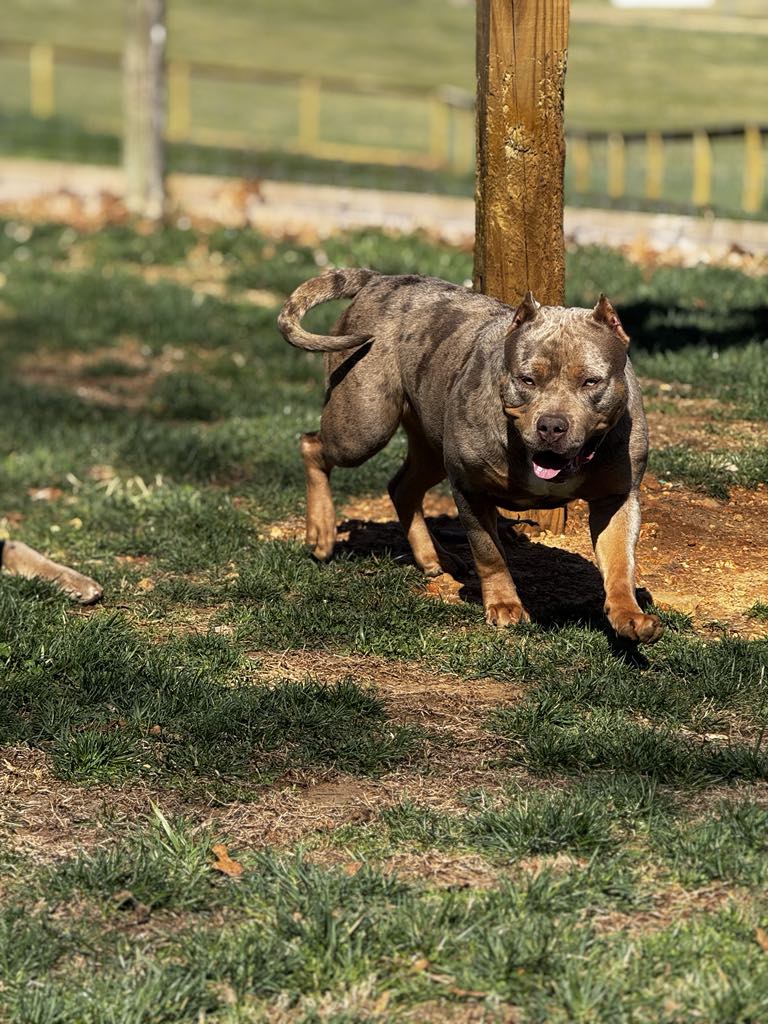 Dog Featured Image