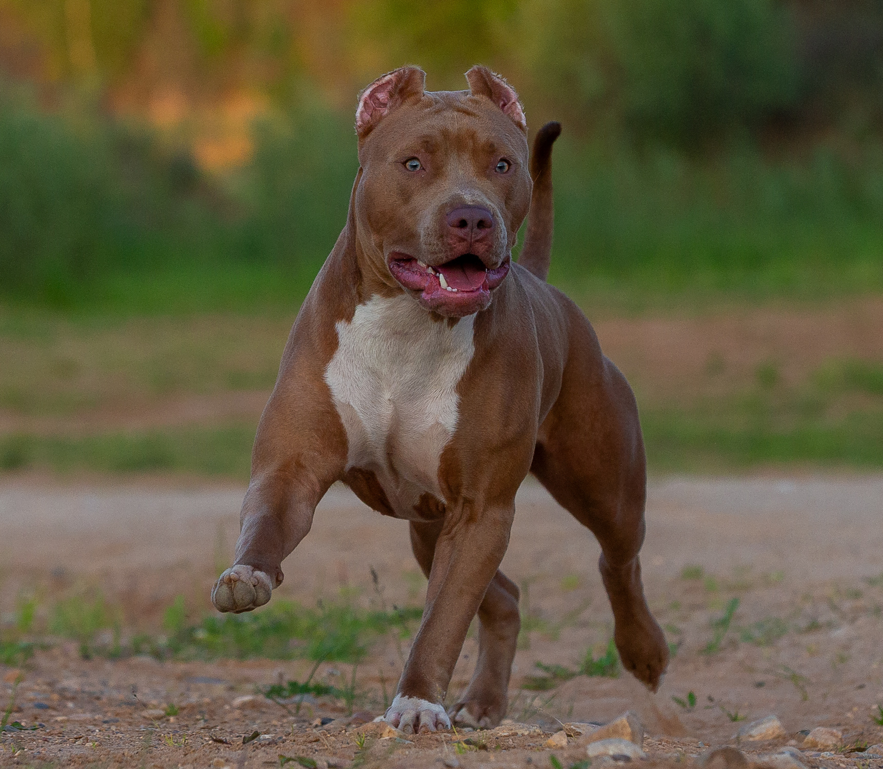 Dog Featured Image