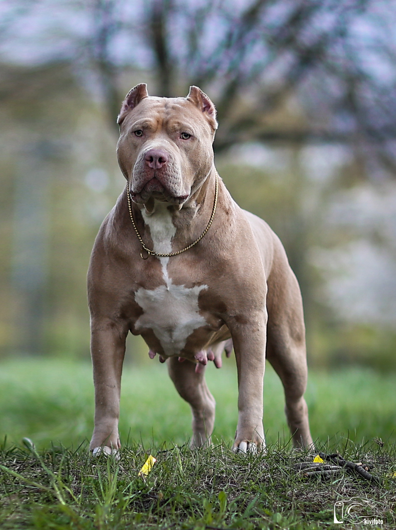 Dog Featured Image