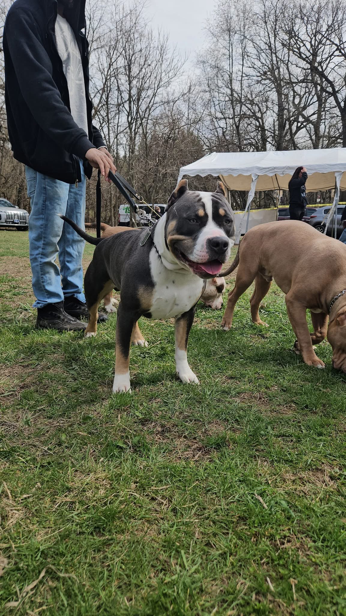 Dog Featured Image