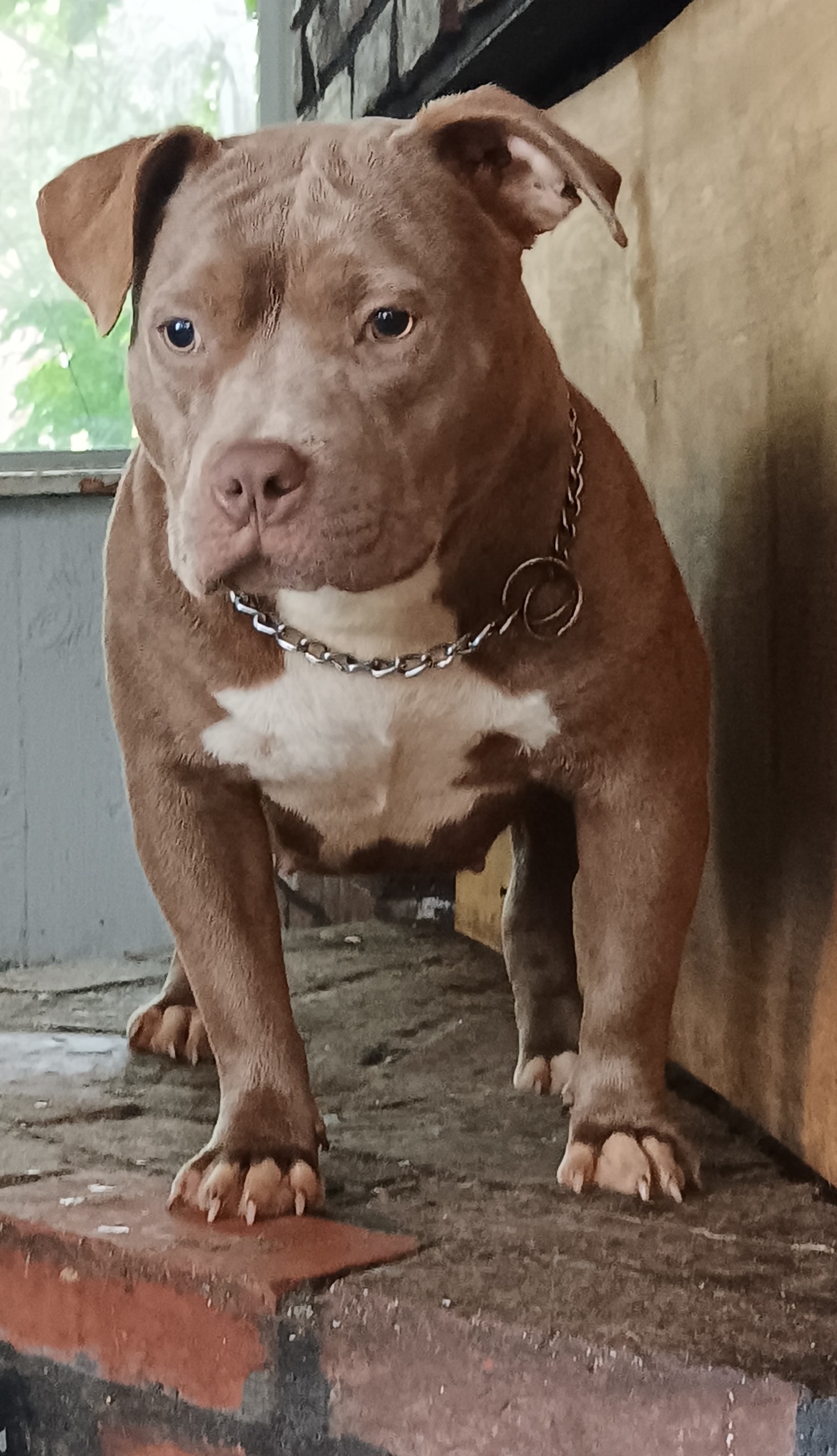 Dog Featured Image