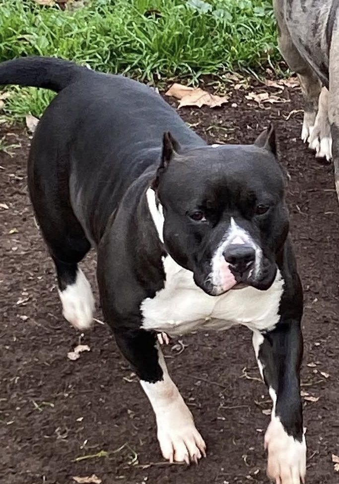 Dog Featured Image