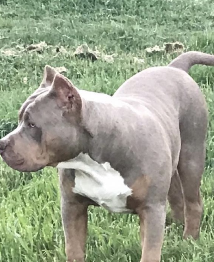 Dog Featured Image