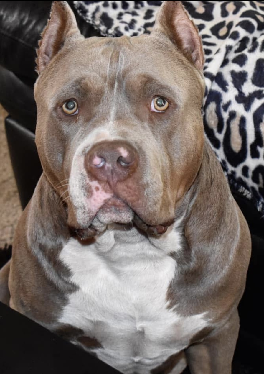 Dog Featured Image
