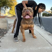 Dog Featured Image
