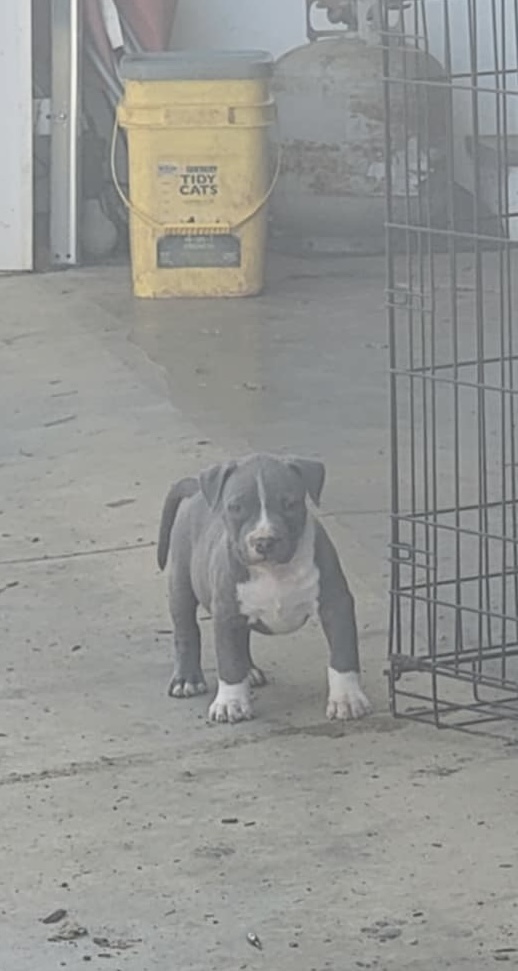 Dog Featured Image