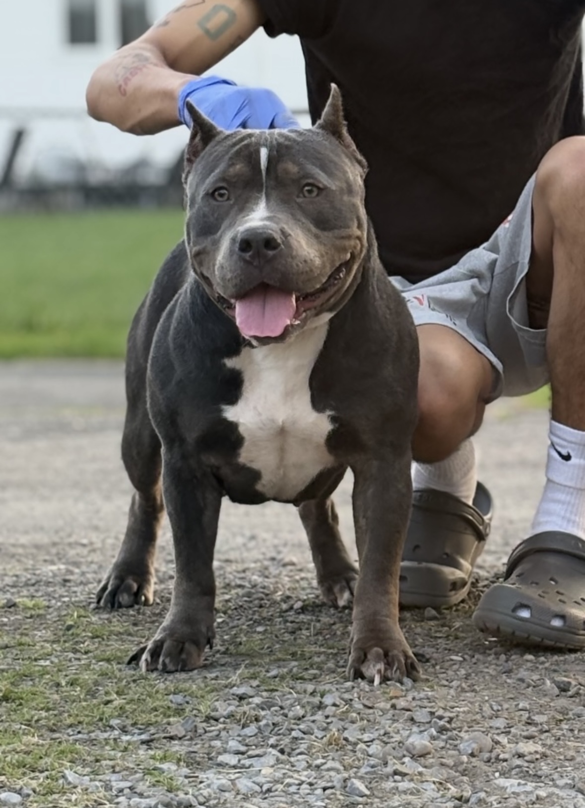 Dog Featured Image