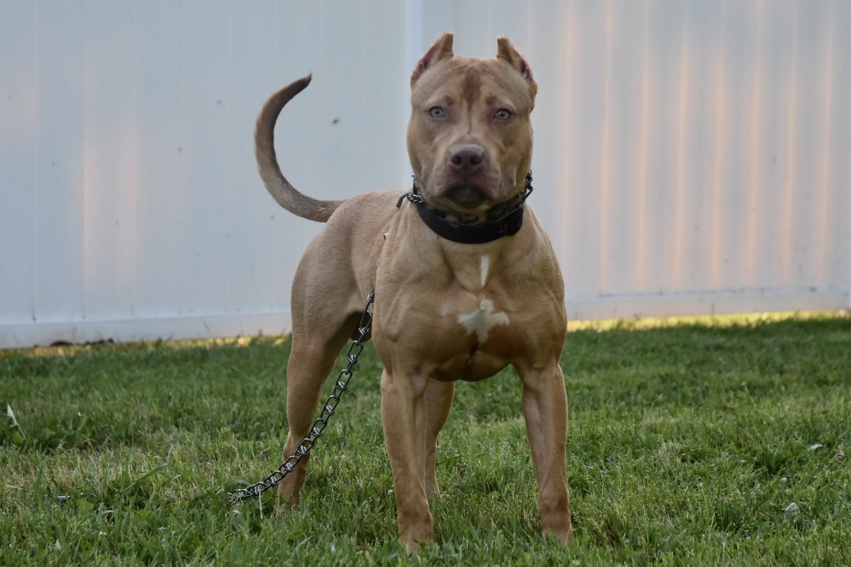 Dog Featured Image