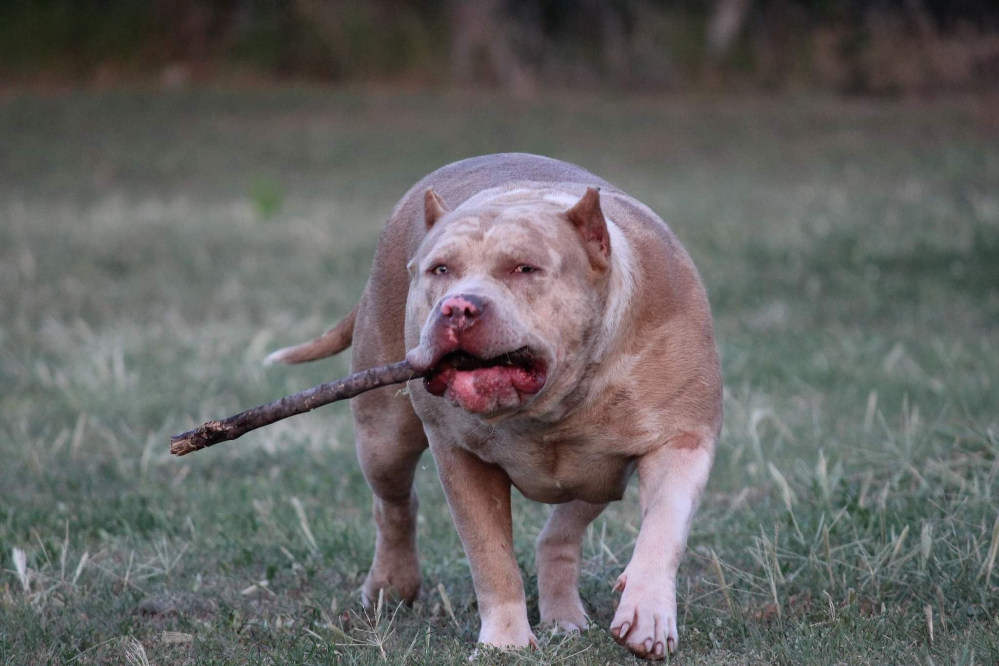 Dog Featured Image