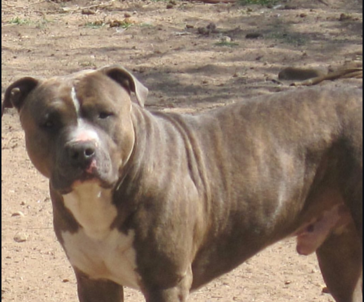 Dog Featured Image