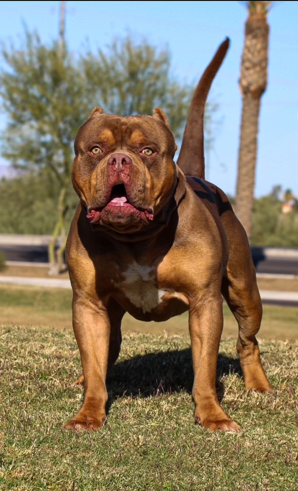 Dog Featured Image