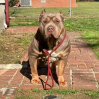 Dog Featured Image